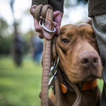 Megfejtették a magyar vizsla minden titkát genetikusok