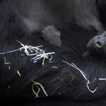 Gorillanappal is várja a Föld fesztivál látogatóit a budapesti állatkert 