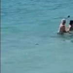 Megtörtént a rémálom, cápa tévedt a strandolók közé Mallorcán – videó