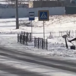 Bosszút állt a traffipaxon, nekifutásból rúgta fel a kamerát – videó