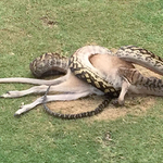 Piton falt fel egy törpekengurut a döbbent golfozók szeme láttára - fotók