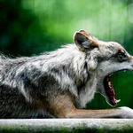 A farkas sem játék, és már szembejöhet Magyarországon is