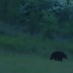 Videó is van már a Szlovákiából átjött szerelmes medvéről