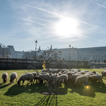 Idilli fotók: Birkanyáj legelészik a párizsi Louvre mellett