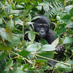 Az élőhely hiánya és az erőszakos területvédés miatt bajba kerültek a hegyi gorillák