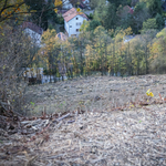 Tarra vágtak egy nagyobb területet a II. kerületben, feljelentést tesz az önkormányzat