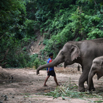 Műanyagszemetet evett, meghalt egy thai nemzeti park elefántja