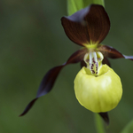 Ezt a bükki orchideát nem tudja ám csak úgy meglátogatni