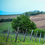 Új arc Tokaj-Hegyalján – Basilicus 