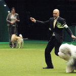 Jimmy, a magyar tenyésztésű bobtail lett a világ legszebb pásztorkutyája