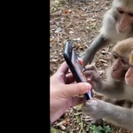 Mutattak egy okostelefont a majmoknak, úgy használták, mintha természetes lenne – videó