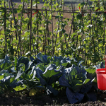 Megszüntetné az agrárkamara a családi gazdaságokat