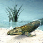 A Tiktaalik