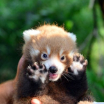 Hihetetlenül aranyos képek készültek az ország legkisebb pandájáról