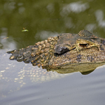 Aligátor ölt meg egy tavon kenuzó nőt Floridában