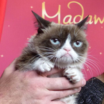 10 mém, amiről örökre emlékezetes marad Grumpy Cat