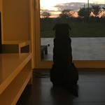 Emiliano Sala kutyája még mindig hazavárja gazdáját - fotó
