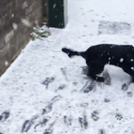 Először lát havat a kutya, a lelkesedése pedig elképesztő – videó