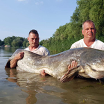 Harcsaszörnyet fogtak ki a Tisza-tóból – fotók