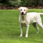 Találtak egy közös gént a hízásra hajlamos emberekben és a labradorokban