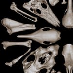 Nézze meg, máshol ilyet nem lát: 3D-s adatbázisban kelnek életre a kihalt állatok