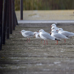 A Balatont már elvitte a NER, most a Fertő tó következhet