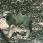 A Bükkben kószáló farkaskölyköt vettek videóra