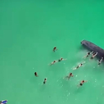 Hatalmas bálna úszott a strandon fürdőzőkhöz, majd hagyta, hogy megsimogassák – videó