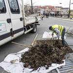 Már bontják a Széll Kálmán teret az elszáradt fák miatt