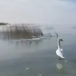 Balatonba fagyott hattyúkhoz riasztották a vízimentőket több helyen is – videó