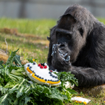 Tortával ünnepelte a születésnapját a világ legidősebb gorillája