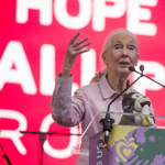 Jane Goodall: "Egyes politikusok viselkedésében nem nehéz a hím csimpánzokra ráismerni"