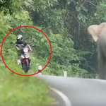 Ha 10 tonna közelít a motoros felé, csak egy dolgot érdemes tenni – videó