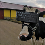 VR-szemüveggel legelnek az orosz tehenek