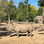 Szélesszájú orrszarvú érkezett a Nyíregyházi Állatpark rinocéroszháremébe – videó