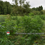 Vadászok termesztették a kannabiszt Devecsernél