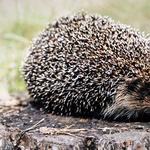 Fotó: ő lett az év emlőse