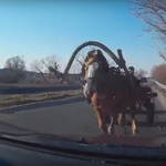 Megbokrosodott lovak okoztak kis híján tragédiát az országúton - videó