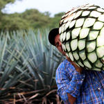 Annyira fogy a tequila Európában, hogy agavehiány alakult ki