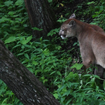 Puma sétált be egy osztályterembe Kaliforniában