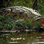 Krokodil hurcolt el egy fürdőző nőt Ausztráliában