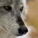 Lelőtte valaki a Yellowstone leghíresebb farkasát