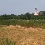 Majdnem kiszáradt a Hajta-patak, de van még benne élet, például egy sérült páncélú teknős - videó