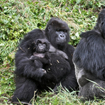 Fotó: hamarosan eltűnhetnek a hegyi gorillák Kongóból