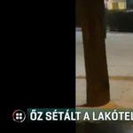 Videó: Őz bóklászott a Havanna-lakótelepen