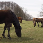 Így menti meg a kihalástól Tibor a Kárpátok pónijait bakonyi tanyáján – videó