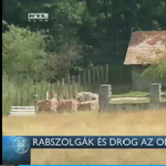 RTL Híradó: a pálházai háziorvos tartott drogtermesztő rabszolgákat a tanyáján