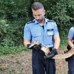 Óriáskígyót üldöztek egy német kisvárosban