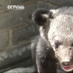 Videó: Kutyának nézett medvéket nevelt egy kínai férfi