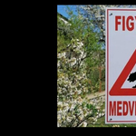 Medve mászkálhat Heves megyében